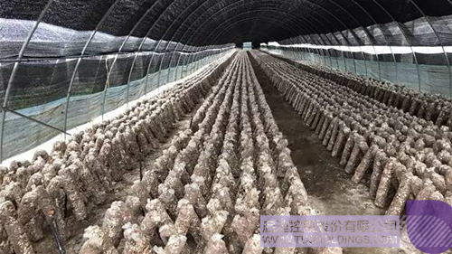 PP电子·(中国)官方网站